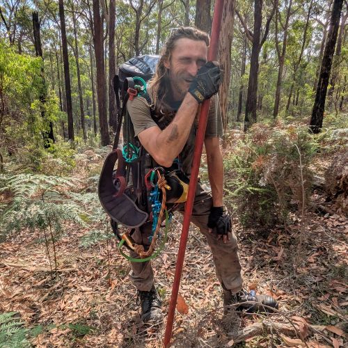 Arboriculture Navigate to the Arboriculture Tree Industry page