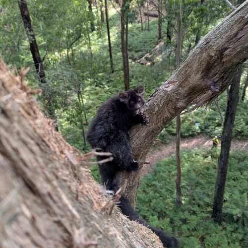 Fauna Spotter Catching Navigate to the Fauna Spotter Catching page