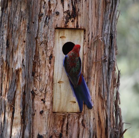 Nest Boxes / Hollows Navigate to the Nest Boxes & Hollows page